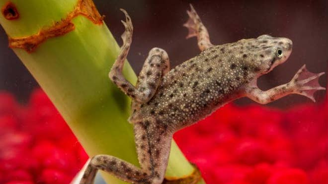 Dwarf frog.jpg